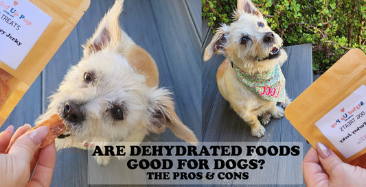 Are Dehydrated Foods Good For Dogs? The Pros & Cons