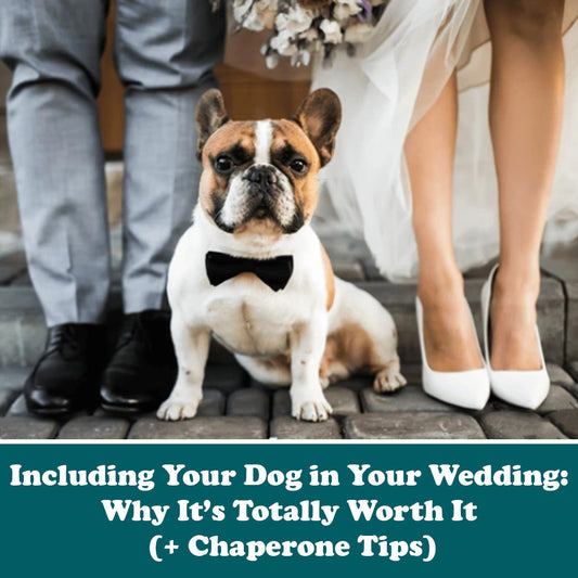 Wedding Blog, Including your dog in your wedding, Perth Dog Chaperone, Perth Weddings