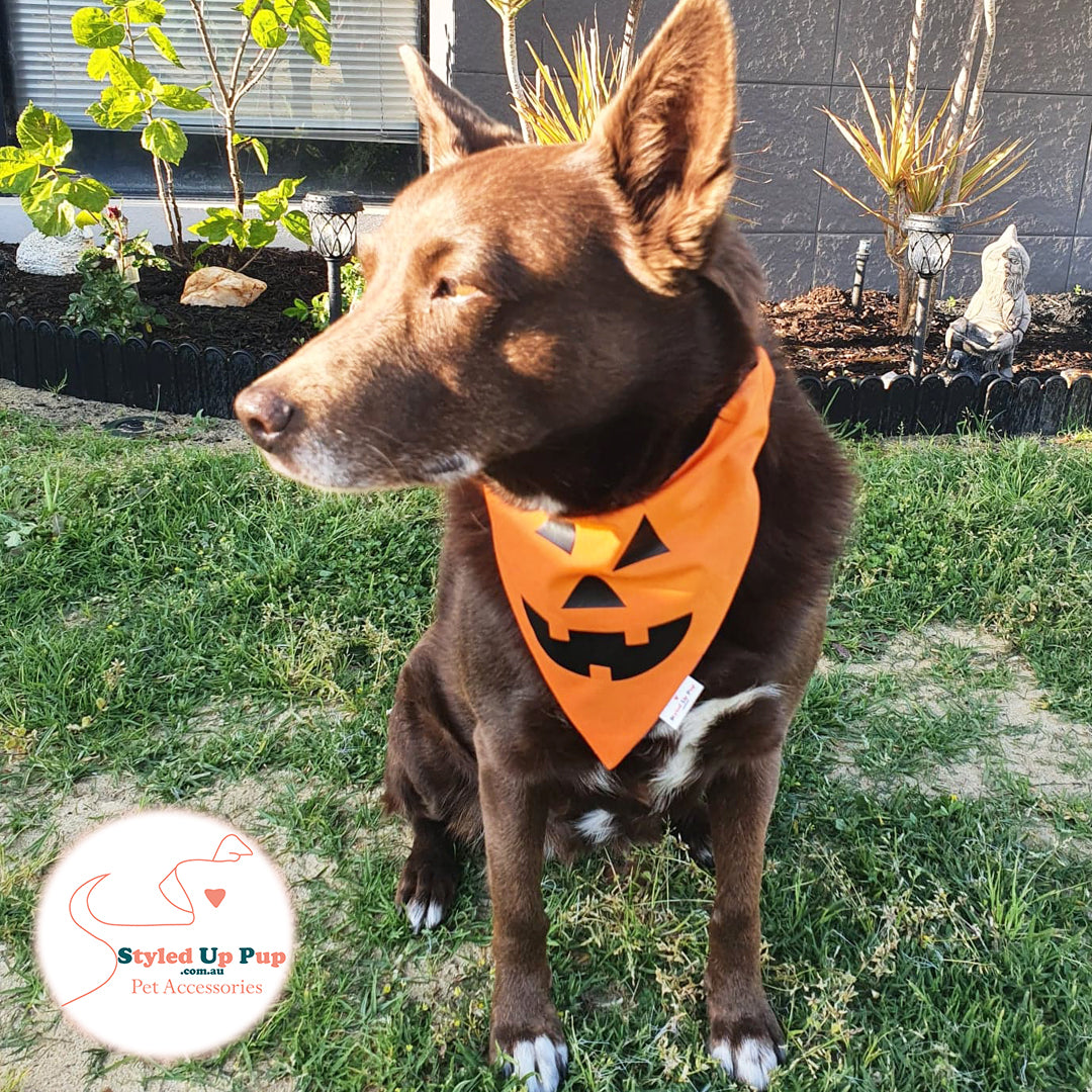 Halloween Dog Bandana (Over-The-Collar) - Scary Pumpkin (Reversible)