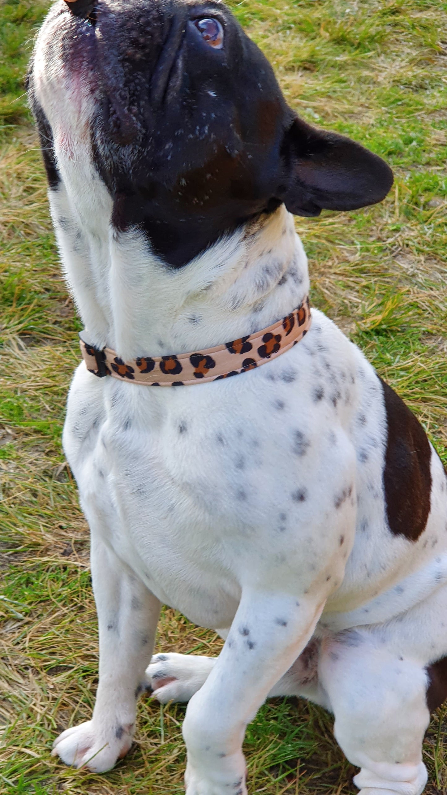 Wild One Dog Collar - handmade from Styled Up Pup - Shop now at Styled Up Pup