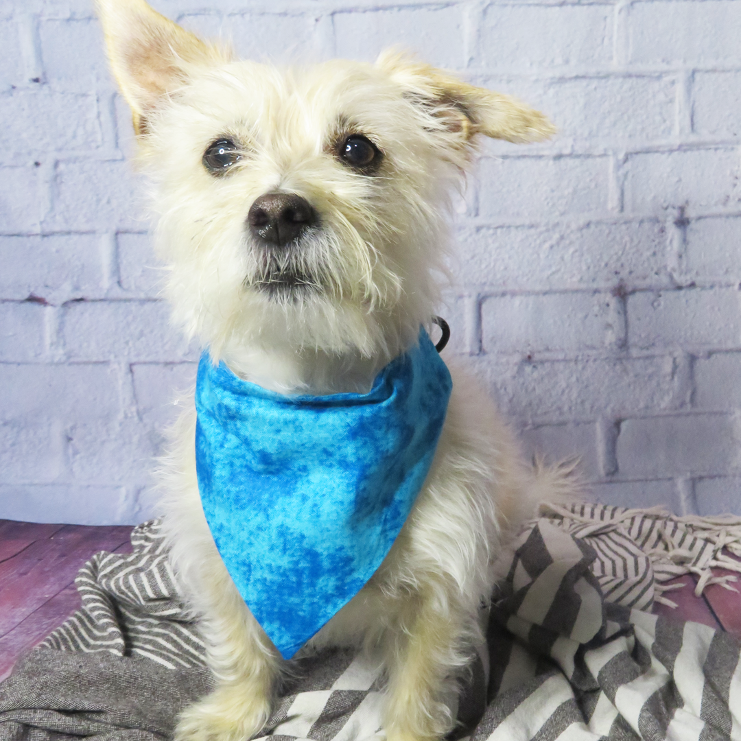 Ocean Vibes Over-The-Collar Dog Bandana - handmade  from Styled Up Pup  - Shop now at Styled Up Pup