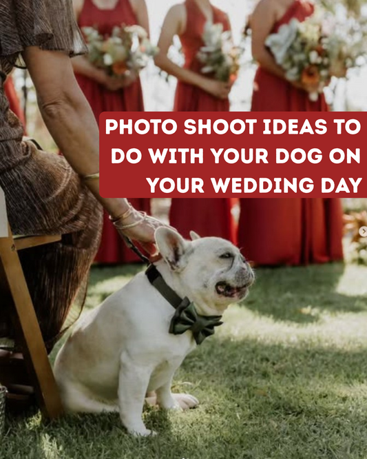 Photo shoot ideas to do with your dog on your wedding day