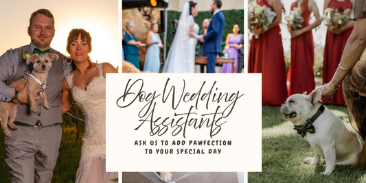 Pets in Weddings Perth | Dog Wedding Chaperone Perth