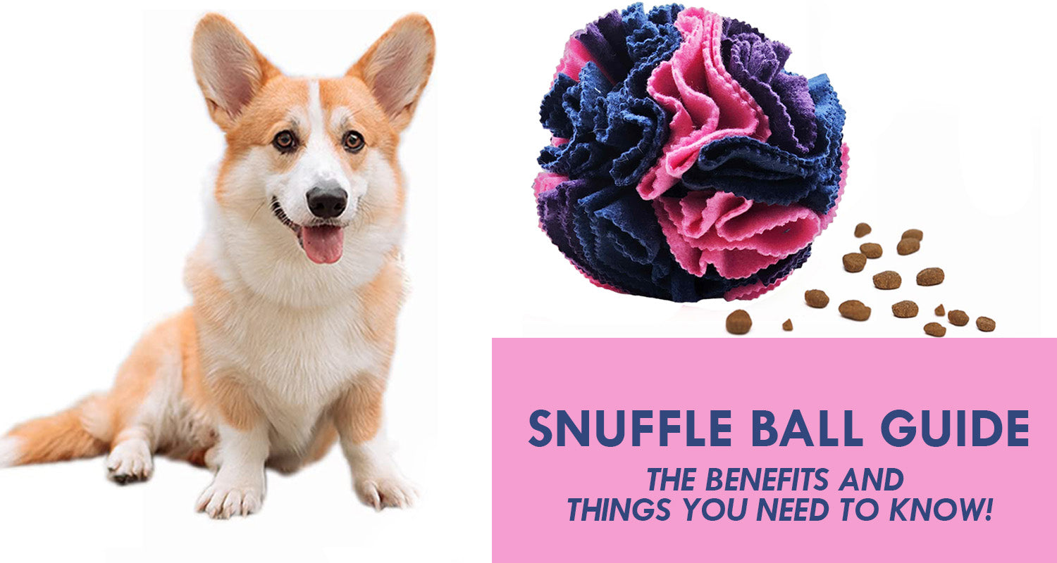 Snuffle Ball Guide - The Benefits & Things You Need To Know – Styled Up Pup