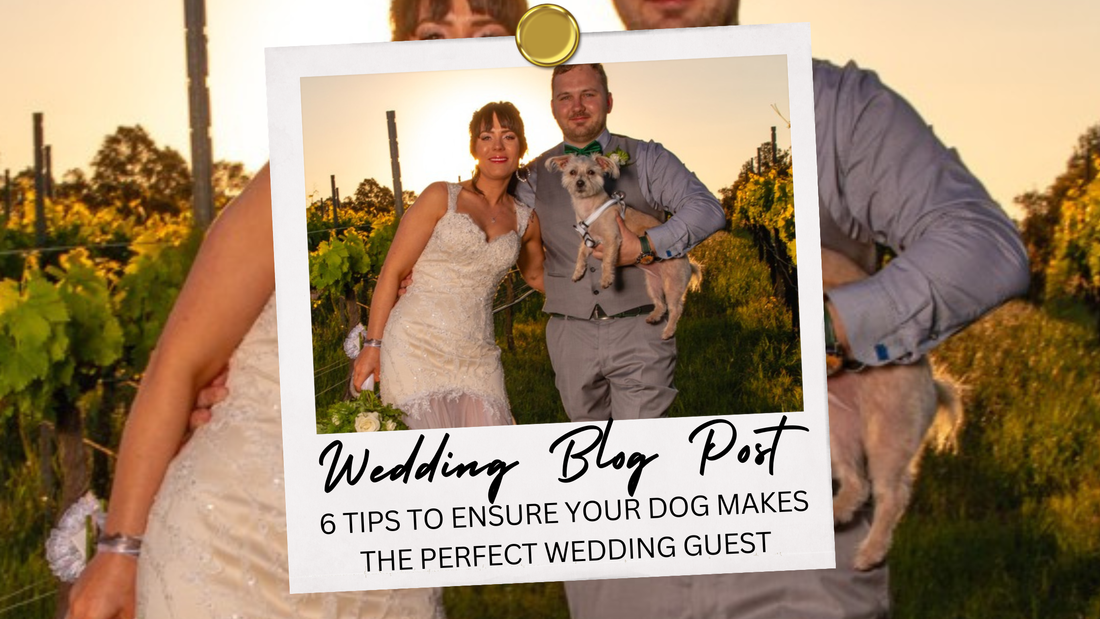 6 Tips to Ensure Your Dog Makes the Perfect Wedding Guest 🐾💍