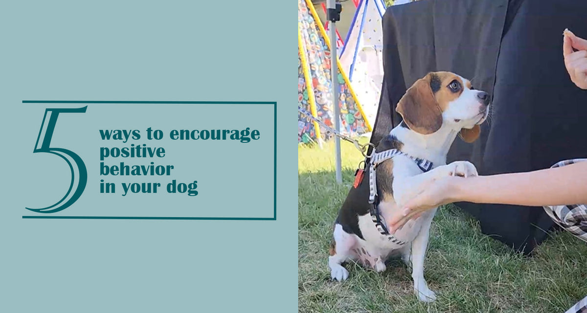 5 ways to encourage positive behavior in your dog – Styled Up Pup