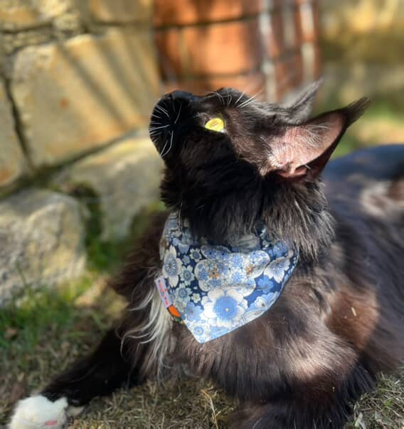 Oriental Gold Over-the-collar Cat Bandana