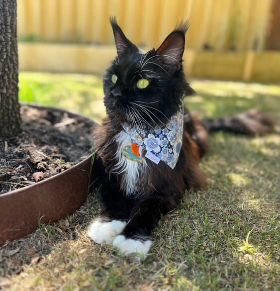 Oriental Gold Over-the-collar Cat Bandana