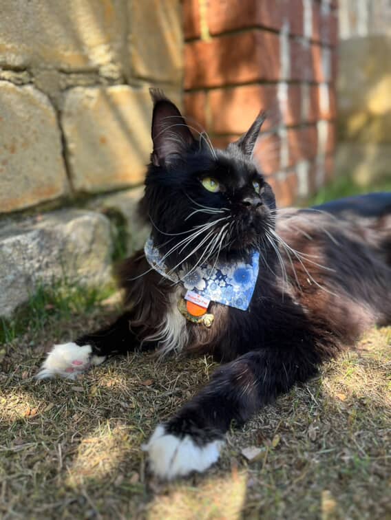 Oriental Gold Over-the-collar Cat Bandana
