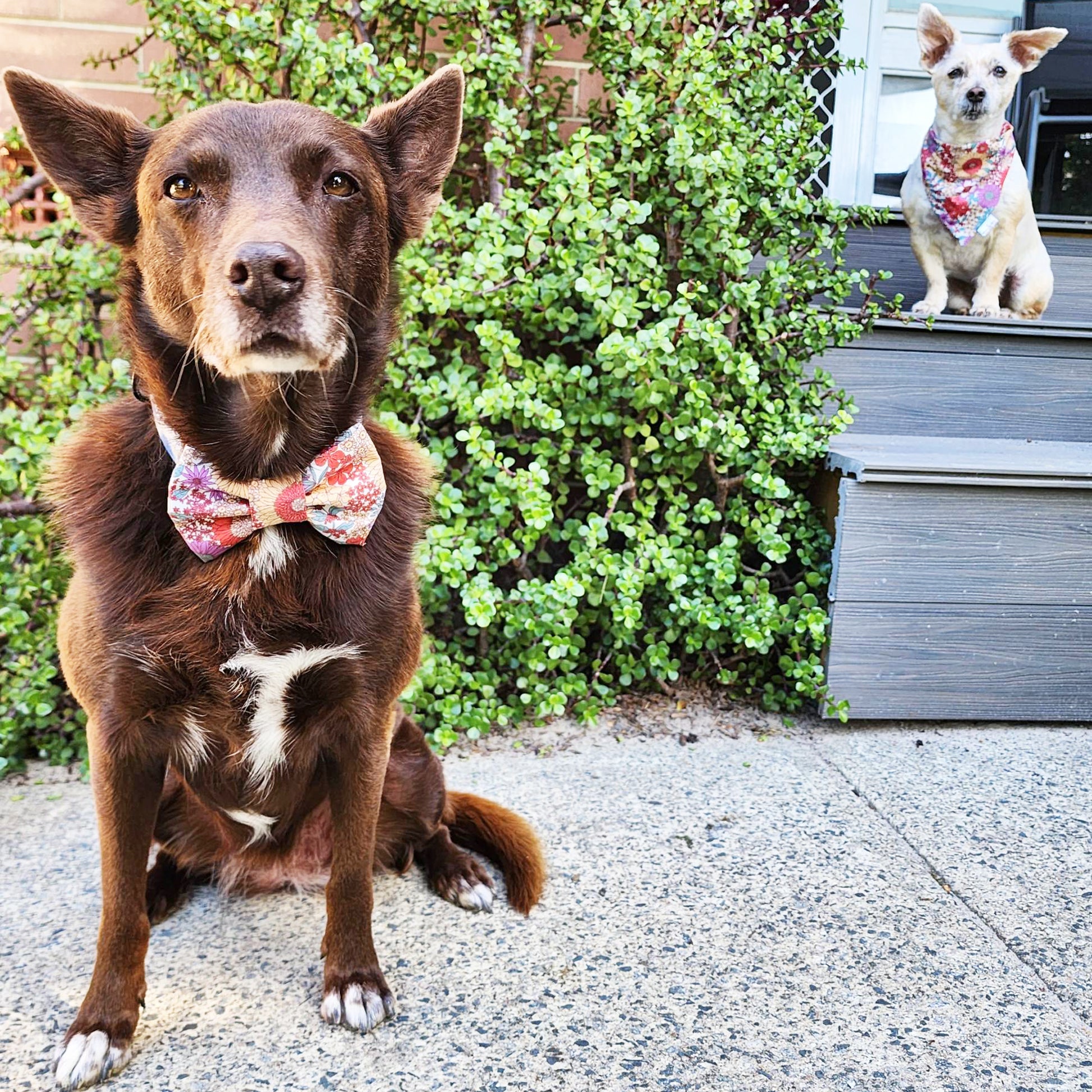 Autumn's Cottage Floral Dog Bow Tie - handmade Dog Bow Tie from Styled Up Pup - Shop now at Styled Up Pup 