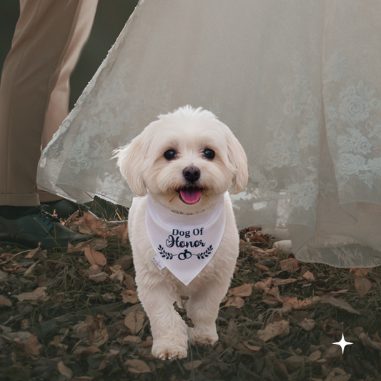Small white dog wearing a 'Dog of Honor' bandana in front of a person in a wedding dress.