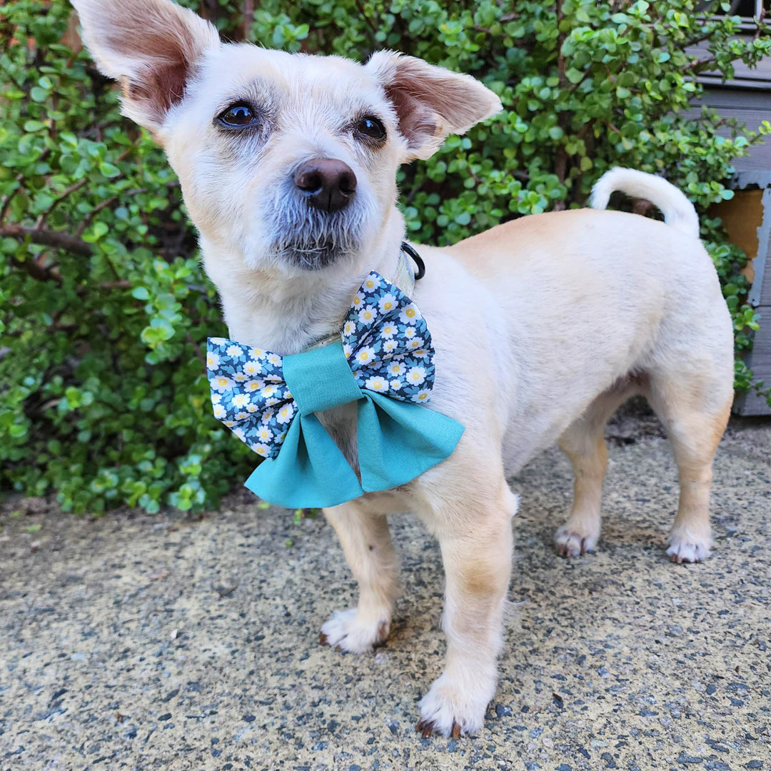 The Gordonia Dog Bow Tie & Sailor Bow - handmade Dog Bow Tie from Styled Up Pup - Shop now at Styled Up Pup 