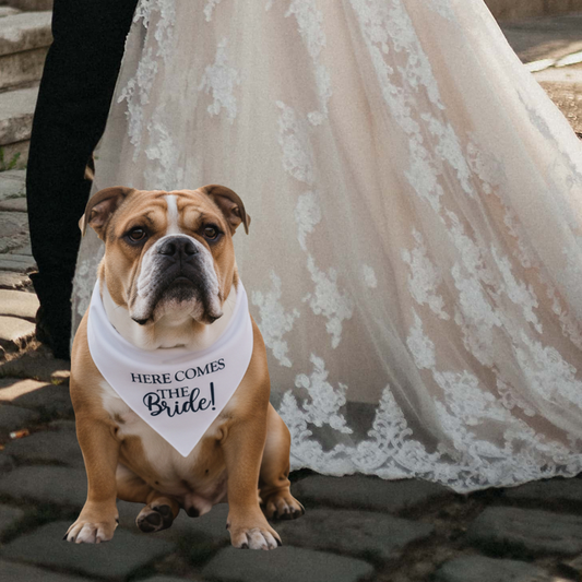 Dog wearing a bandana with 'Here comes the bride!' text, standing in front of a wedding dress.