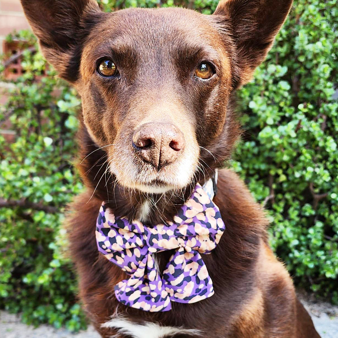 Peach & Purple Splatter Dog & Sailor Bow Tie - handmade Dog Bow Tie from Styled Up Pup - Shop now at Styled Up Pup 
