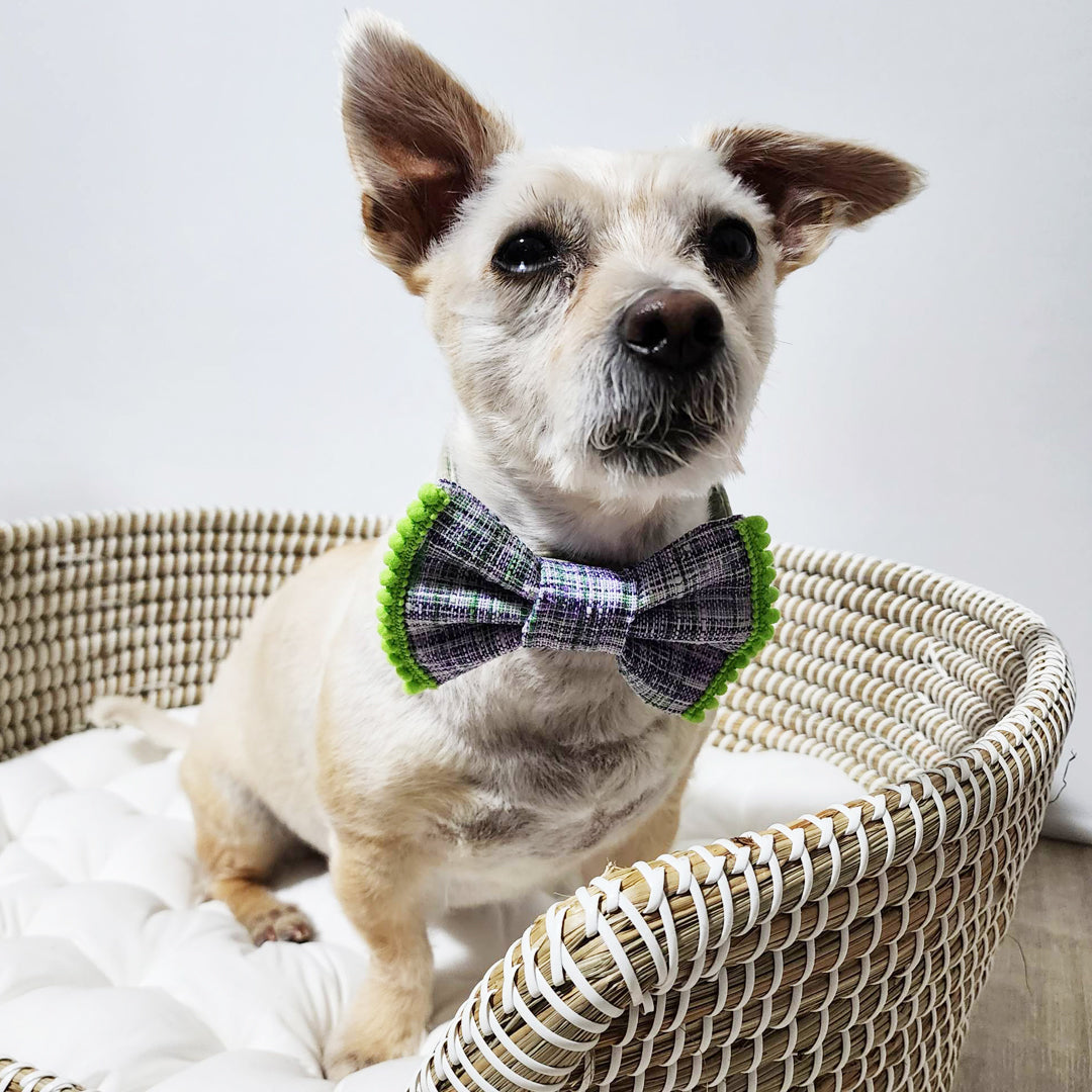 Shrek Dog Bow Tie - handmade Dog Bow Tie from Styled Up Pup - Shop now at Styled Up Pup 