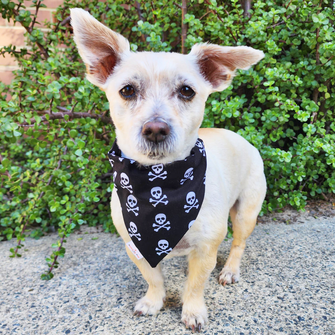 Skull Print Black and White Over-The-Collar Dog Bandana - handmade Dog Bandana from Styled Up Pup - Shop now at Styled Up Pup 