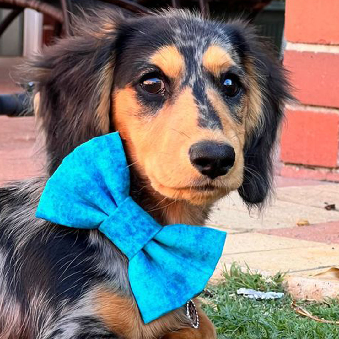 Ocean Vibes Dog Bow Tie - handmade Dog Bow Tie from Styled Up Pup - Shop now at Styled Up Pup 